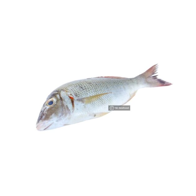 Mullet Fish / ගල් මාළු