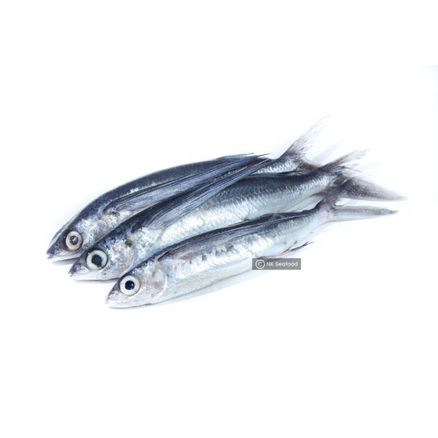 Flyingfish / පියාමැස්සා - Image 2