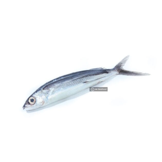 Flyingfish / පියාමැස්සා