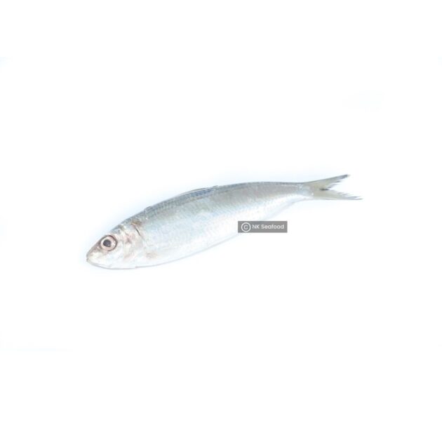 Sardinella / සාලයා