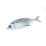 Indian Mackerel / කුම්බලා