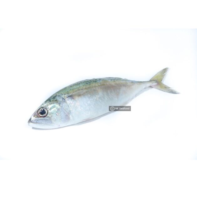 Indian Mackerel / කුම්බලා