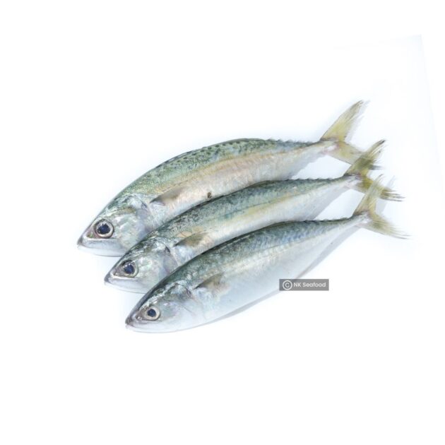 Indian Mackerel / කුම්බලා - Image 2