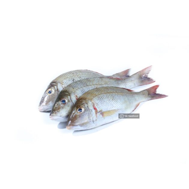 Mullet Fish / ගල් මාළු - Image 2