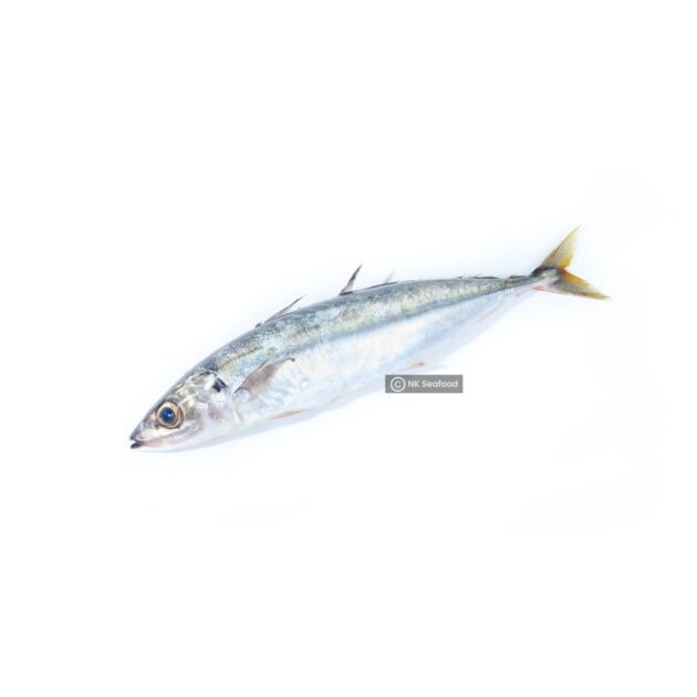 Indian Scad / ලින්නා