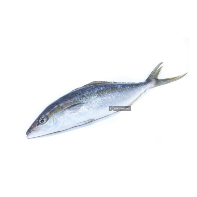 Rainbow Runner / ලේන පරව්