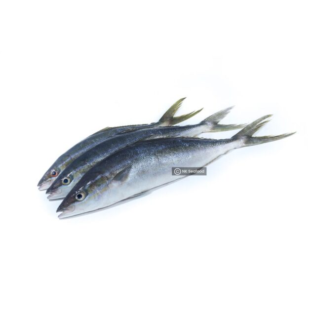 Rainbow Runner / ලේන පරව් - Image 2