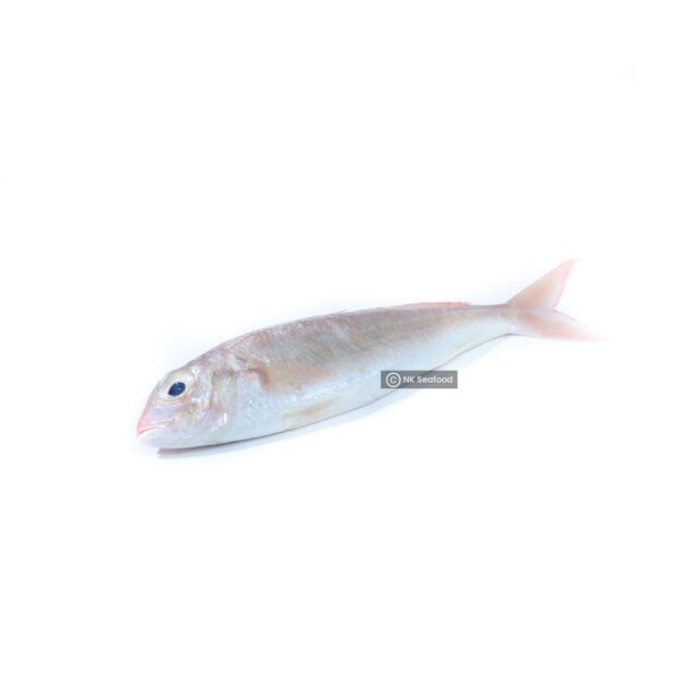 Threadfin Bream / සුද්දා