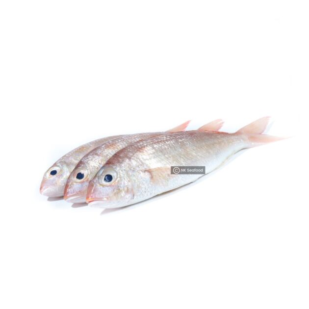 Threadfin Bream / සුද්දා - Image 2