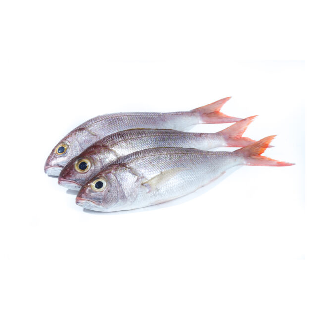 Snapper Fish - S	ලෝමැස්සා (S) - Image 2