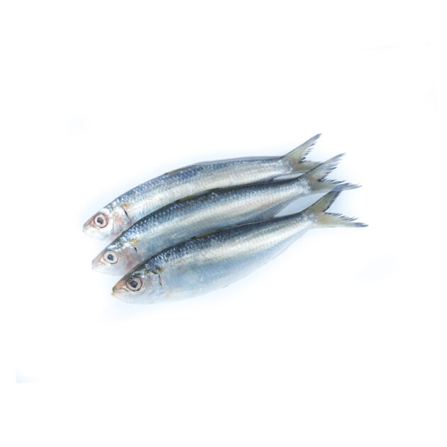 Sardinella	සාලයා - Image 2