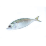 Yellowspotted Trevally (M)	ගින්නටි පරව් (M)