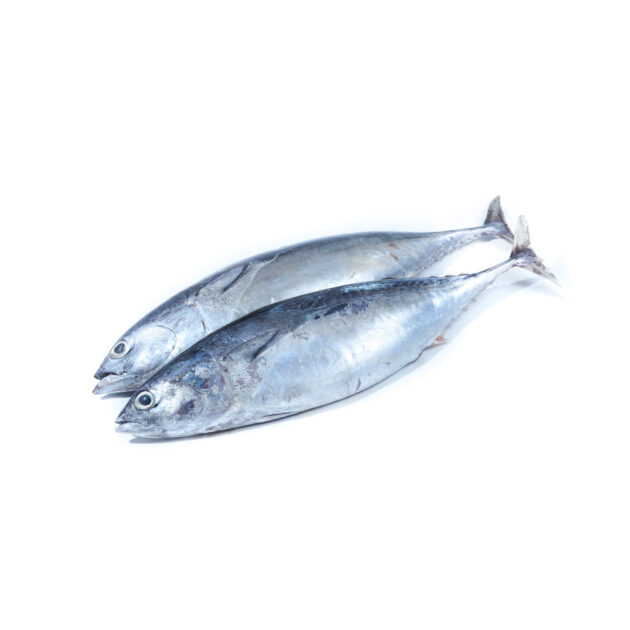 Mackerel Tuna	ඇටවල්ලා - Image 2