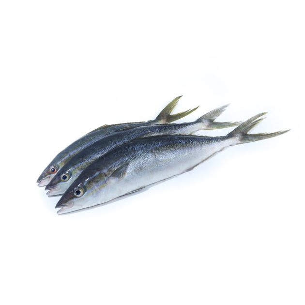 Rainbow Runner	ලේන පරව් - Image 2