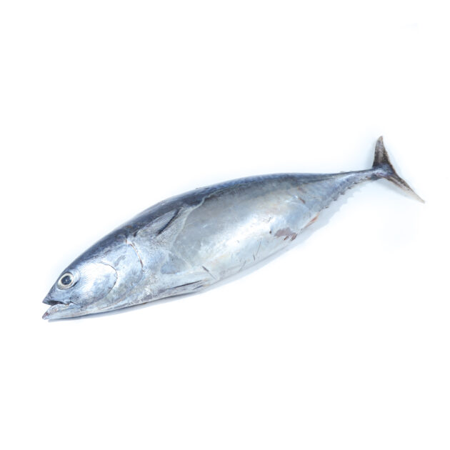 Mackerel Tuna	ඇටවල්ලා