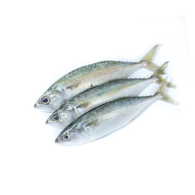 Yellowspotted Trevally (M)	ගින්නටි පරව් (M) - Image 2