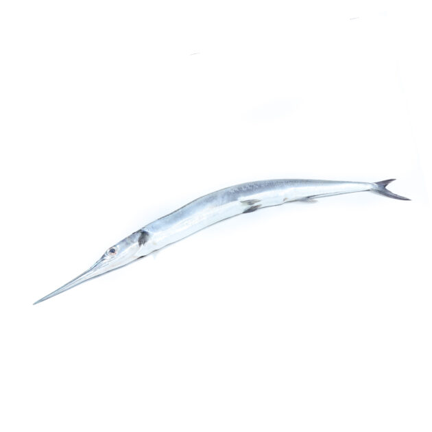 Garfish	හබරලි
