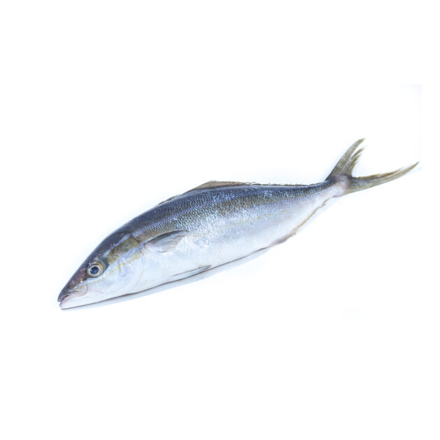 Rainbow Runner	ලේන පරව්
