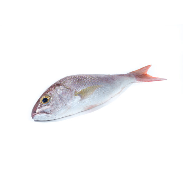 Snapper Fish - S	ලෝමැස්සා (S)