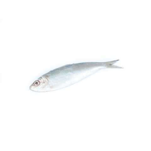 Sardinella	සාලයා