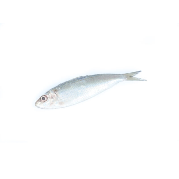 Sardinella	සාලයා